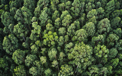 Con una selvicoltura intelligente si può potenziare l’impatto positivo delle foreste e mitigare il cambiamento climatico