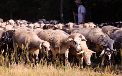 Carne coltivata. La posizione di Slow Food.